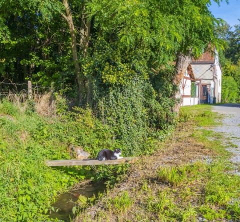 Un chat se prélasse sur une planche surplombant un fossé en bord de route