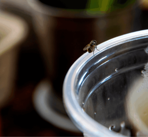 La menthe installée au bon endroit dans la cuisine permet de repousser les moucherons qui n'apprécient pas son odeur. © PCbang - Getty images
