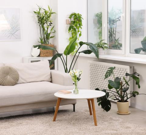 Feng Shui : les espèces de plantes à privilégier, pièce par pièce