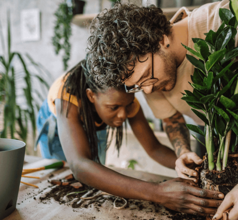 Surveillez les signes qui montrent que vos plantes d'intérieur ont besoin d'être rempotées ce printemps. © Pekic - Getty images