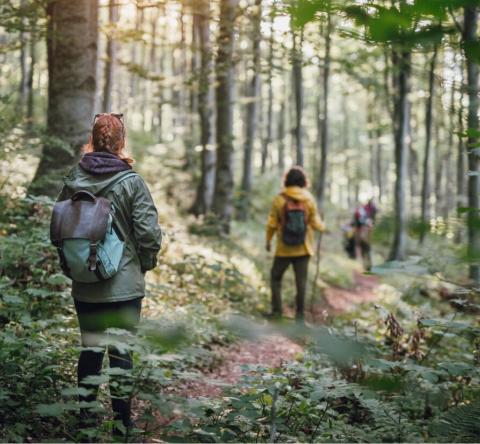 Ces 7 forêts sont idéales pour une balade en Île-de-France. © Getty Images