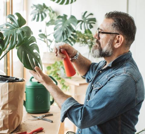 Bicarbonate de soude : le produit du placard qui soigne vos plantes.