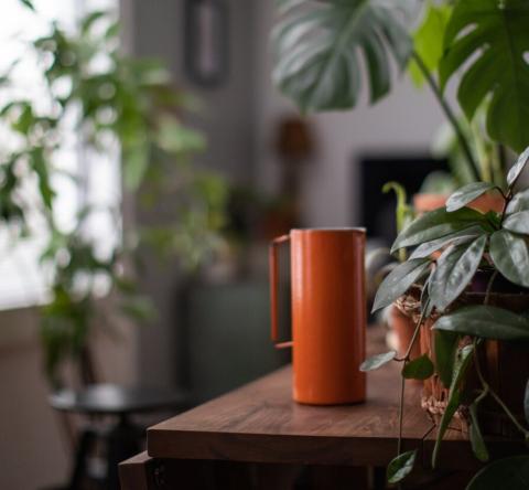 Canicule : 7 plantes pour rafraîchir votre intérieur sans climatisation.