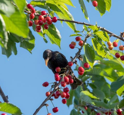 Ces 6 astuces protègent votre cerisier des oiseaux.