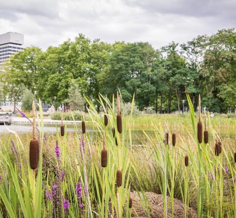 Les prix immobiliers et tendances à Cergy