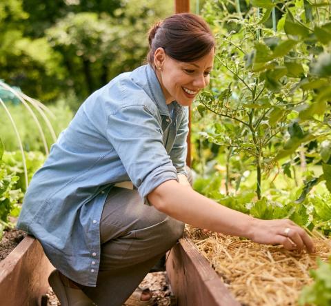 Une femme accroupie devant son potager assure les opérations de paillage