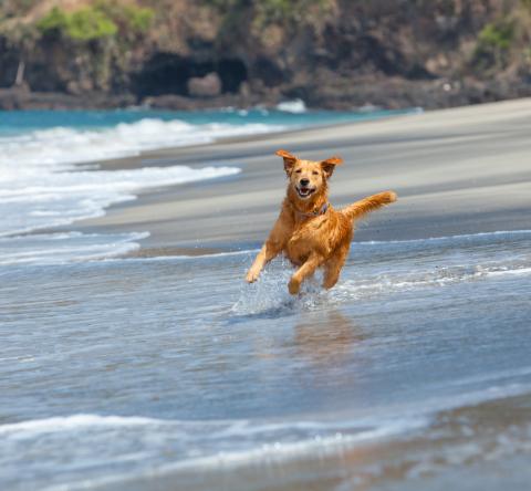 Les destinations dog-friendly en France