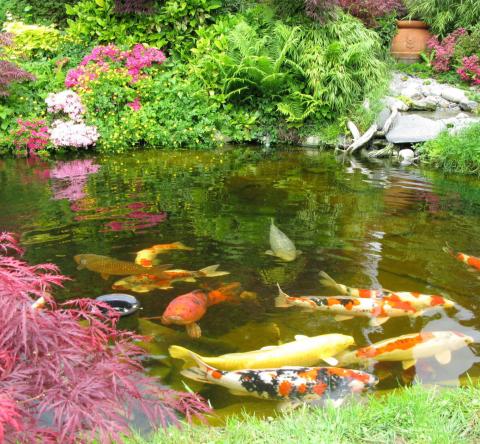 Un jardin japonais à Lille