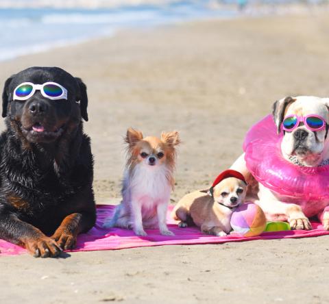 Les plages ouvertes aux chiens cet été
