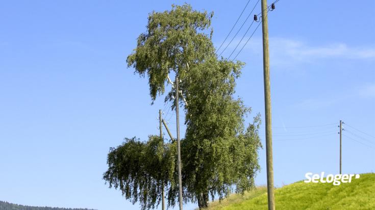 Élagage des arbres à proximité des réseaux électriques 