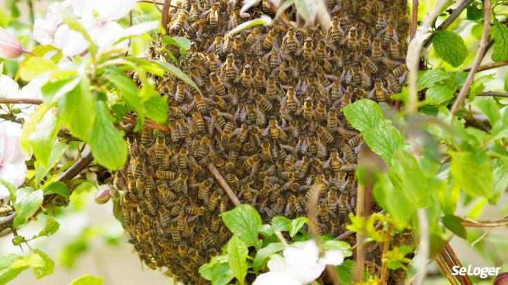 Que faire si vous trouvez un essaim d'abeilles dans votre jardin