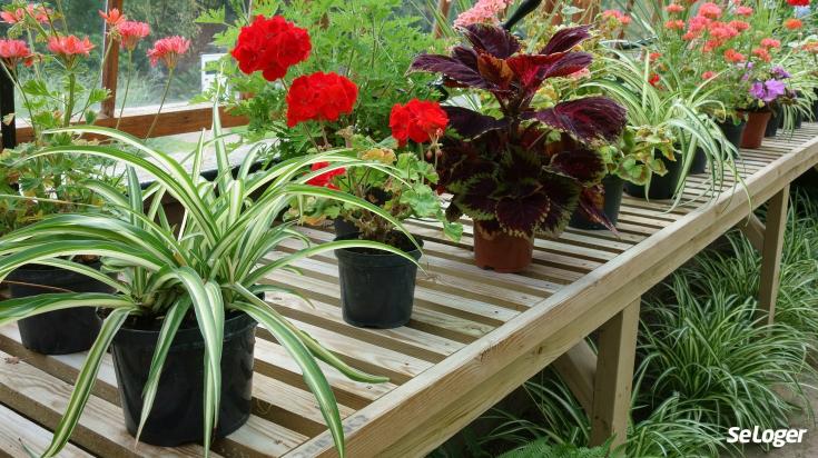 12 plantes d'intérieur pour combattre l'humidité à la maison