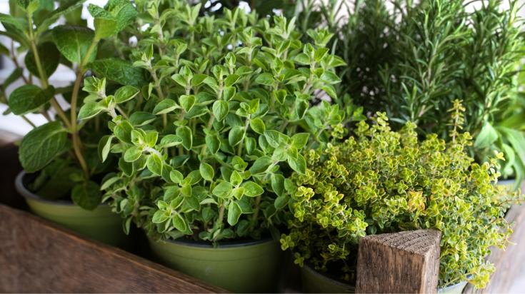 Derniers moustiques de l'anne : 5 plantes rpulsives  avoir chez soi |  L'immobilier par SeLoger